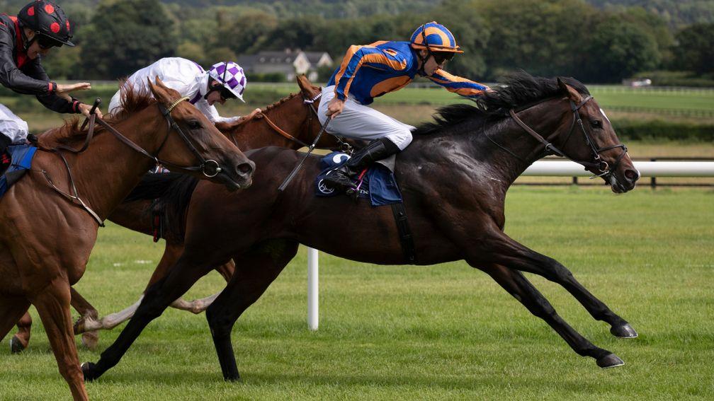 Harpocrates produced a good performance to get off the mark at Naas on Monday