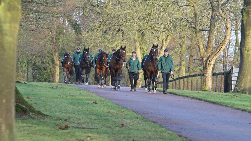 The Juddmonte stallions exercise in the grounds of Banstead Manor Stud: (from right to left) Oasis Dream, Frankel, Expert Eye, Bated Breath and Kingman