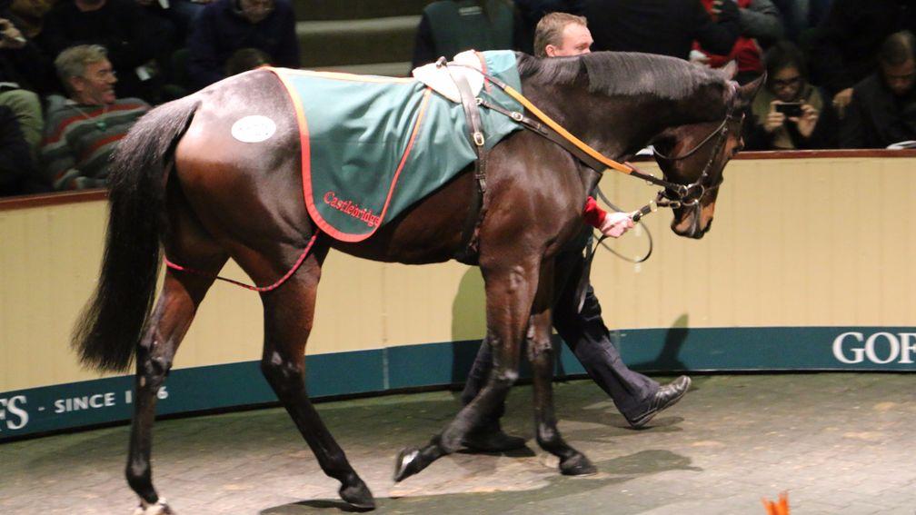 Chicquita on her way to becoming the most expensive horse ever sold at auction in Ireland at €6m