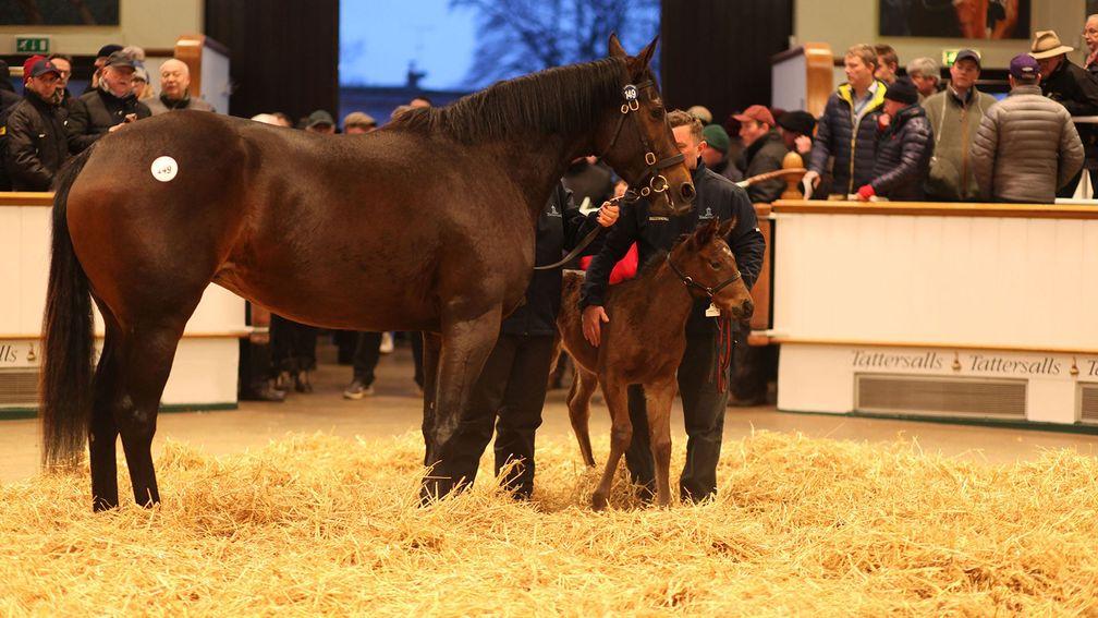 Thetis and her Lope De Vega filly foal in the ring at Tattersalls on Thursday