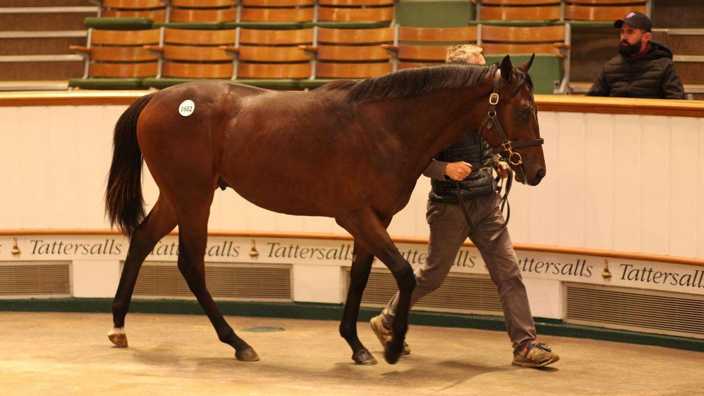 Lot 1,602: the New Bay colt bought by Joe Foley for 100,000gns