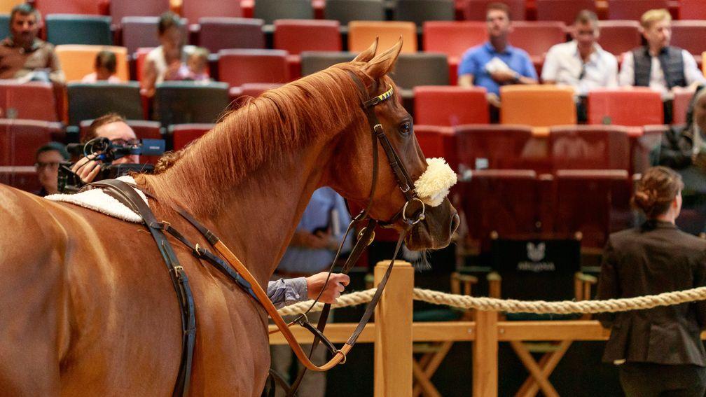 The session-topping daughter of Siyouni in the Arqana ring