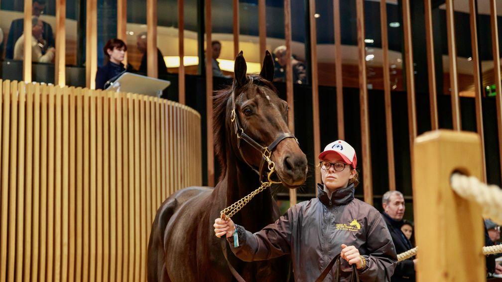 In foal to Great Pretender, Laterana sold to Rupert Pritchard-Gordon for €140,000 at Arqana on Wednesday