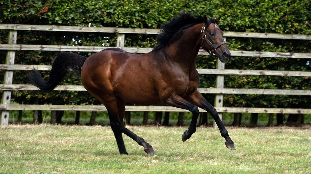 Rock Of Gibraltar, pictured in his paddock at Castlehyde last month, has died aged 23
