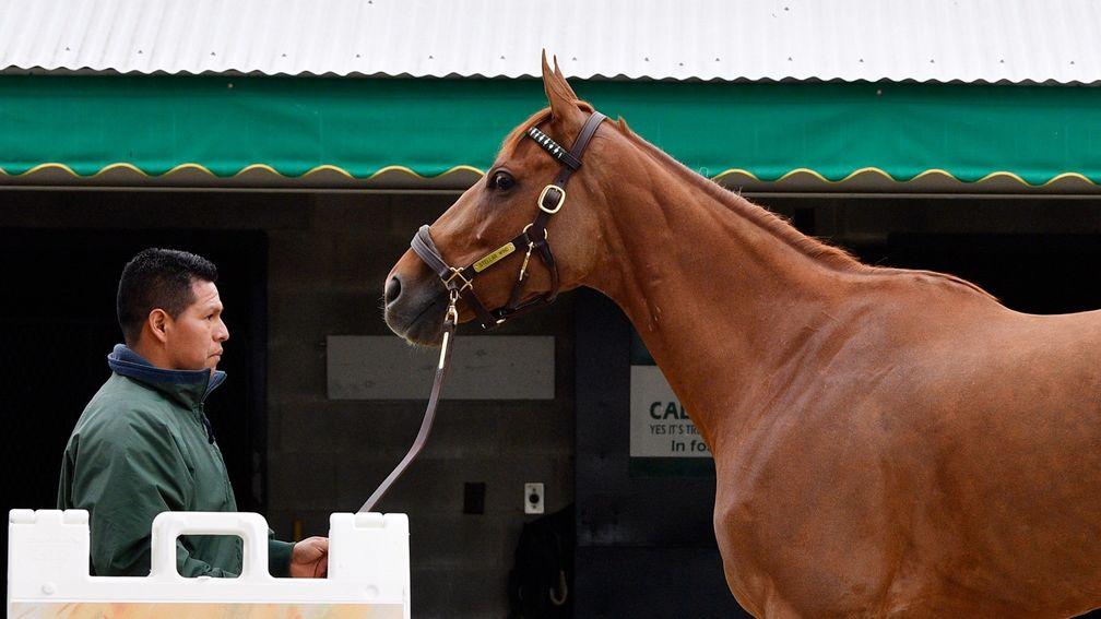 Stellar Wind: Trainer John Sadler made a special trip to see the next chapter in her career begin at Keeneland