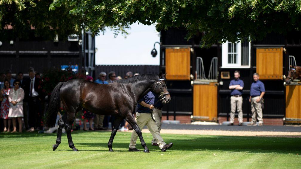 Golden Horn in 'all his dappled glory'