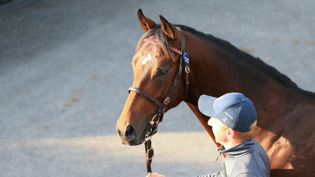 The session-topping Inns Of Court colt