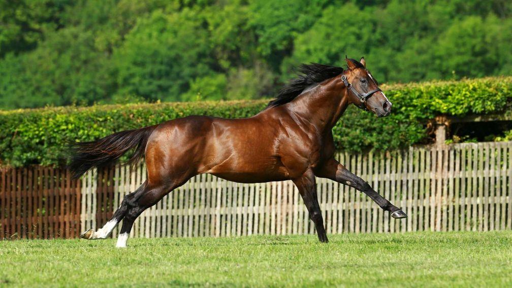 Cable Bay: Highclere Stud's son of Invincible Spirit has been in fine form