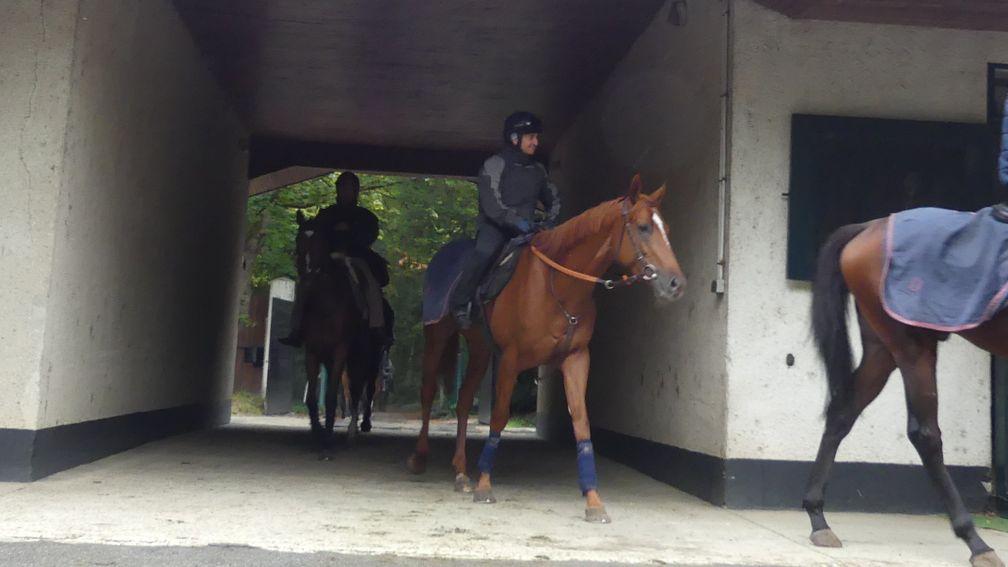 Bubble Gift returns to Mikel Delzangles' yard in Chantilly after morning work