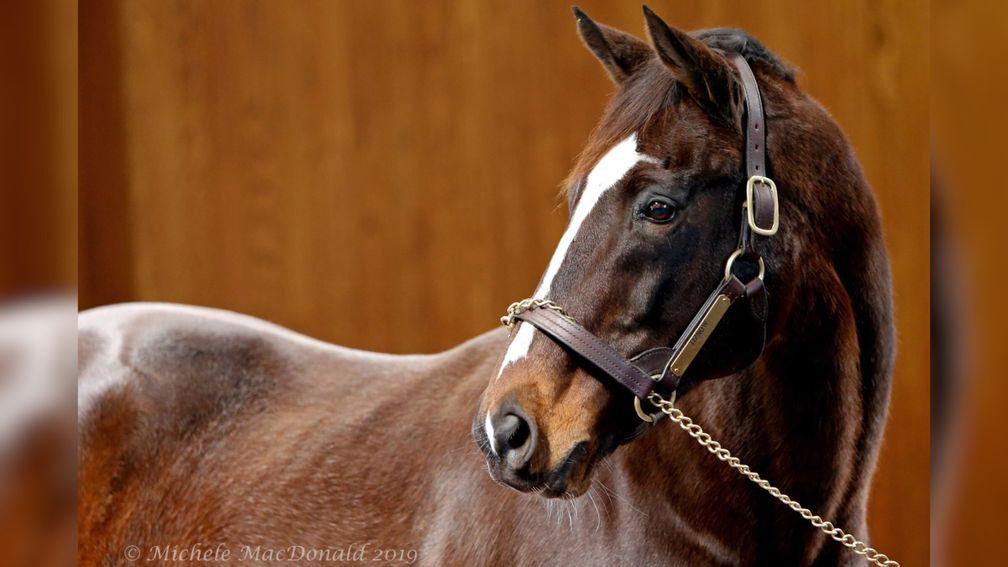 Tiznow, sire of Warrendale's colt out of the well-related Stormin Maggy