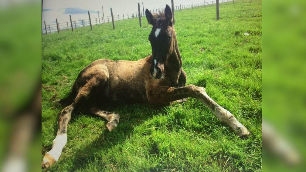 King Roland pictured as a foal on the grounds of Cafre Enniskillen