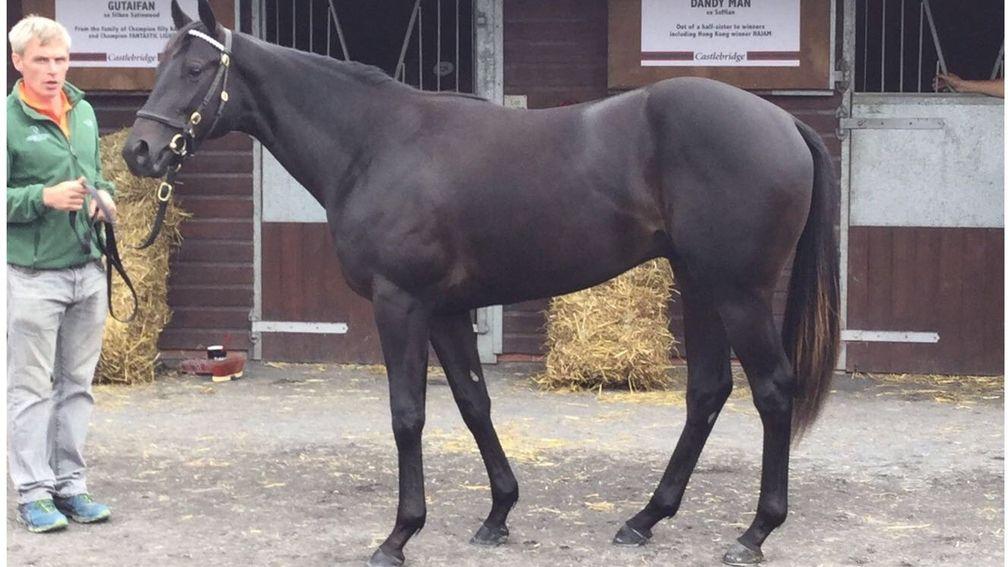 Gutaifan colt ex Crystal Morning - Purchased for £50,000