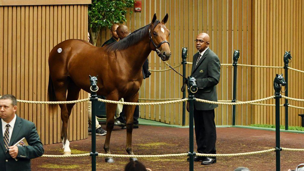 The $4.1m Curlin colt out of Bounding sold to Godolphin