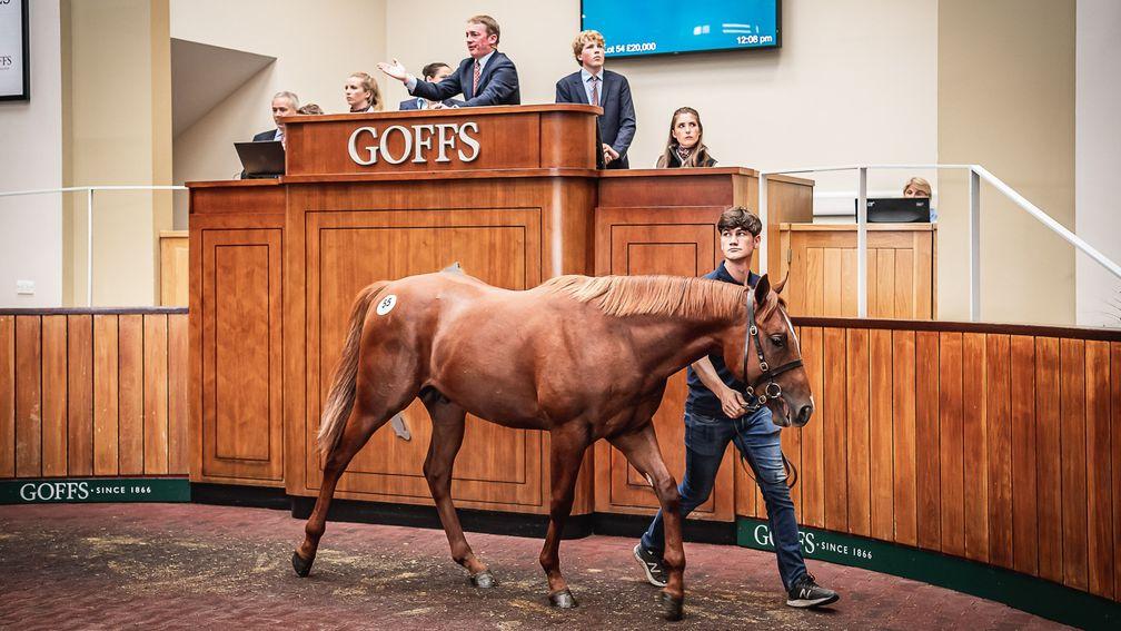 The Mehmas colt out of Ishimagic in the Doncaster sales ring