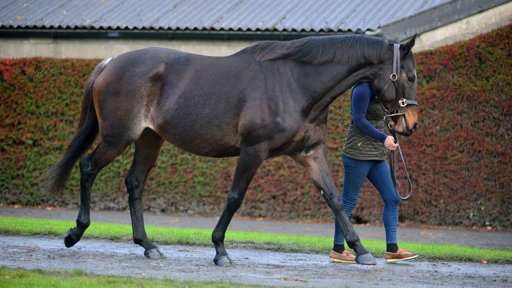 Benie Des Dieux ahead of her date with destiny in the sales ring at Tattersalls Ireland