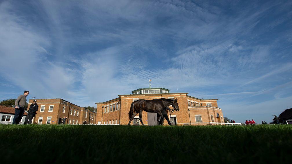 A yearling comes under inspection outside Tattersalls iconic sales ring
