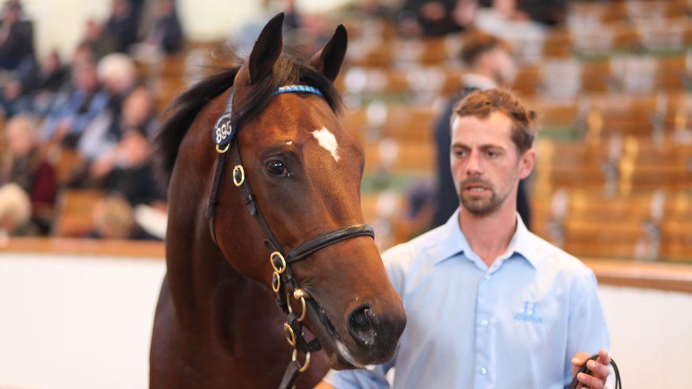 Lot 895: the Kingman colt out of Reem sells to Juddmonte for 525,000gns