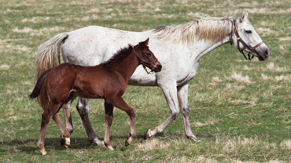 Starry Dreamer pictured with War Front as a foal