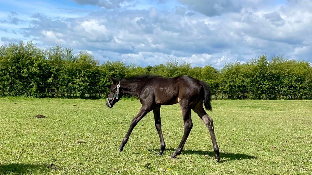 A Shirocco filly out of a Presenting mare enjoying the sunshine