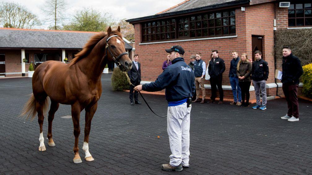 Night Of Thunder is shown off at Kildangan Stud during his early years in Ireland