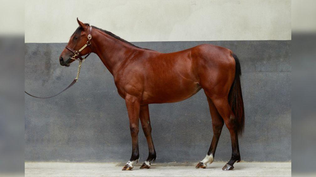 Lot 62: the Siyouni half-sister to Native Trail looks one of the standout lots on day one