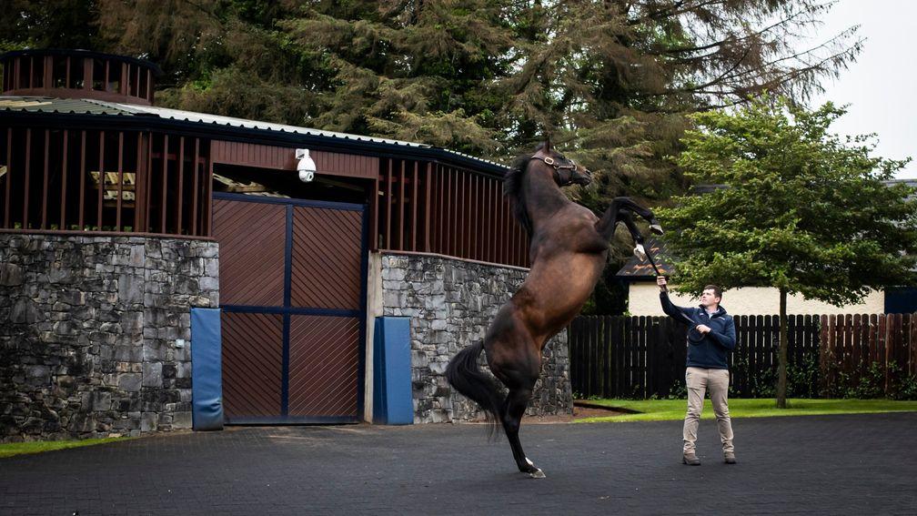 Camelot puts on a show while parading at Coolmore