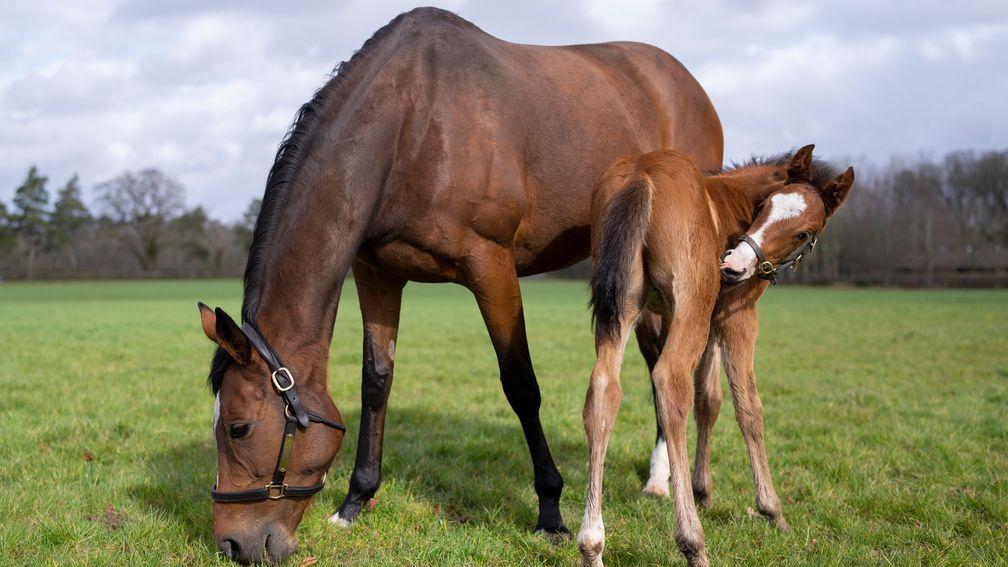 Enable's first foal, now named Encompass, could hit the track this year
