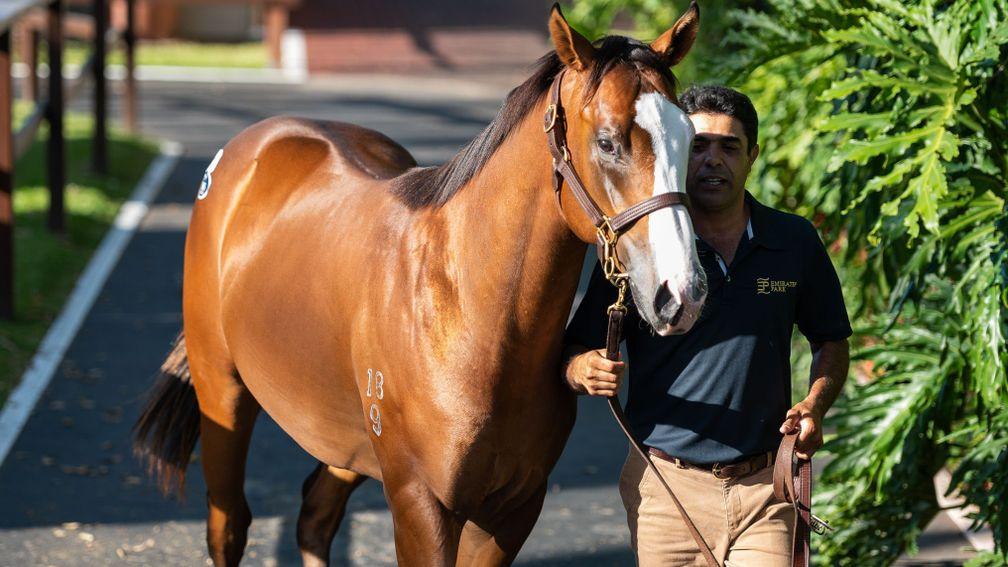 The Not A Single Doubt colt who led trade on another strong day at Magic Millions