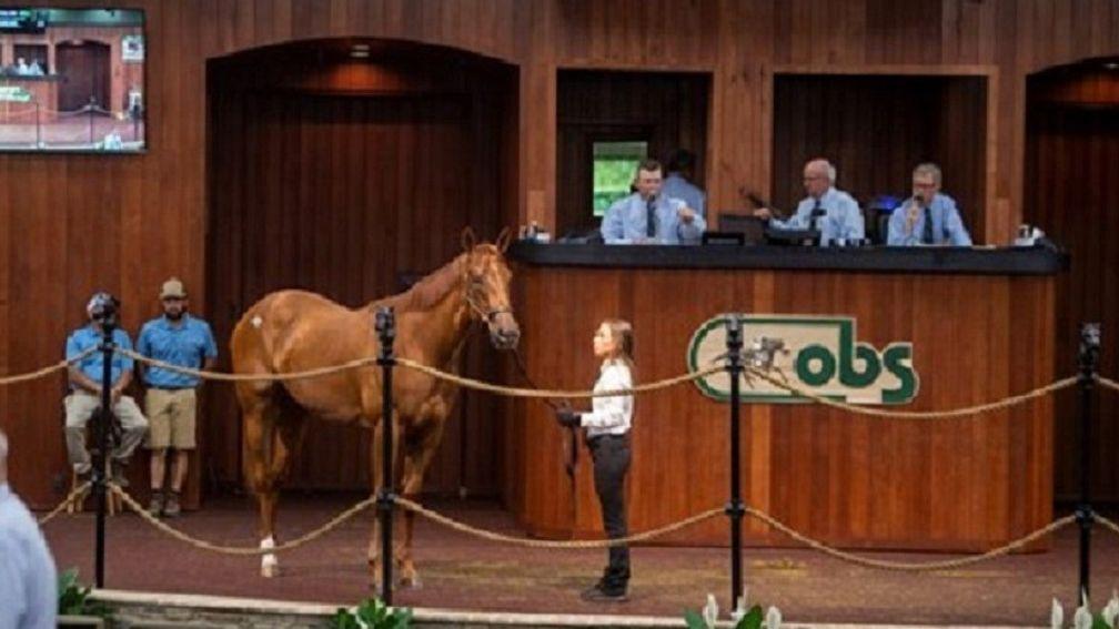 The session-topping Practical Joke filly who sold for $425,000