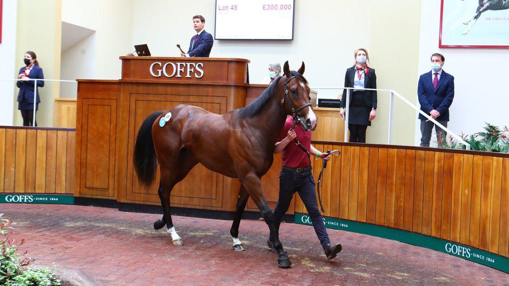 Lot 48: the No Nay Never colt bought by Alex Elliott and Jamie McCalmont for £300,000