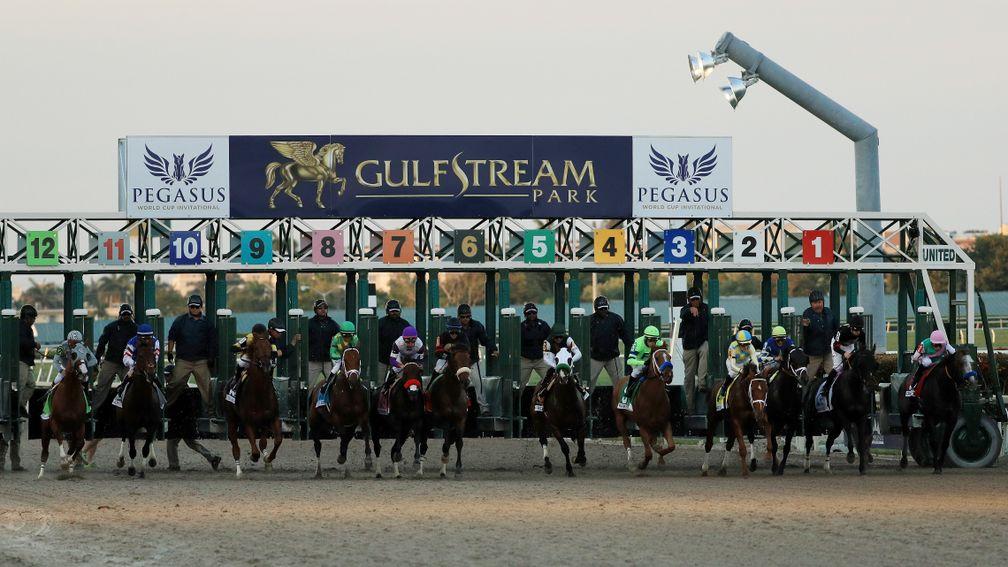Pegasus World Cup: organisers the Stronach Group are forecasting another full field of 12 will enter the starting gate for the world's richest race, worth $16m at Gulfstream Park next month