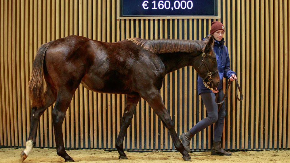 The €160,000 colt by Persian King