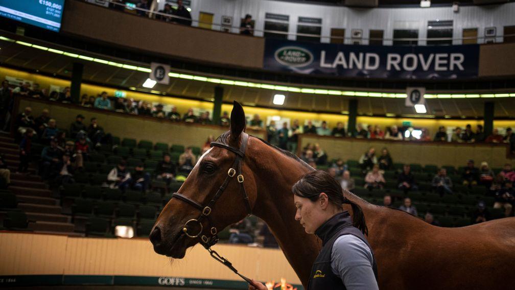 The Milan gelding out of Back To Loughadera sells to Tom Malone for €150,000 at the 2019 Goffs Land Rover Sale