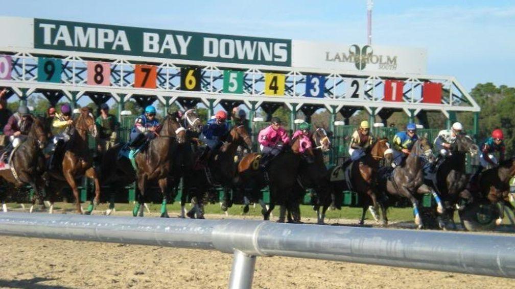 A good draw is not vital at Tampa Bay Downs, the only racecourse in west Florida