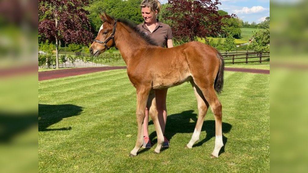 The Roaring Lion filly out of dual Group 1 winner Simple Verse (pictured at four weeks old)