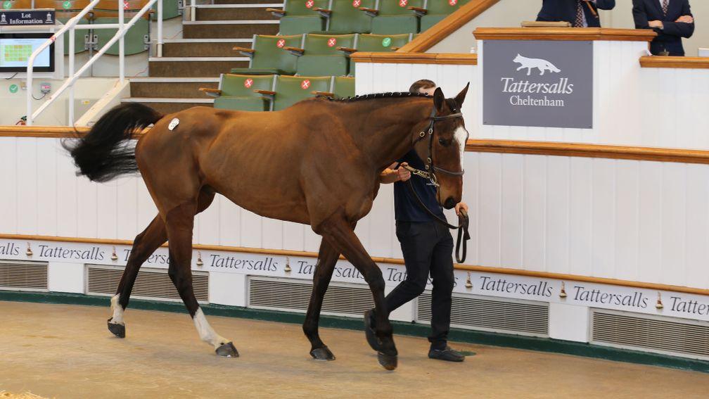 Pay The Pilot made a good impression when selling for £130,000 at the Tattersalls Cheltenham March Sale