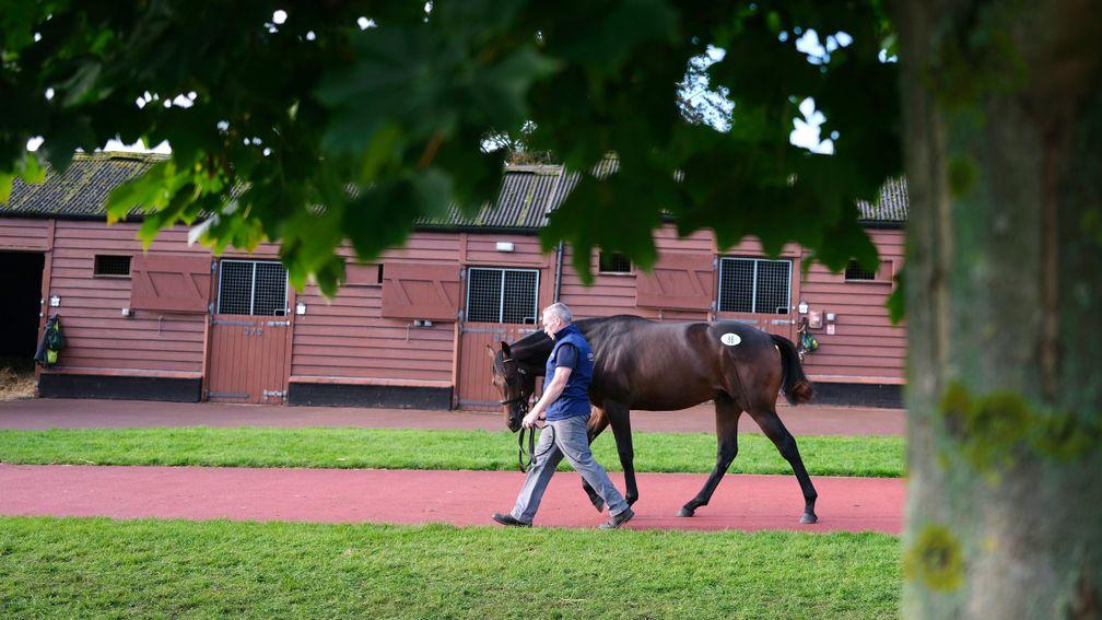 A yearling is paraded for potential purchasers at Tattersalls