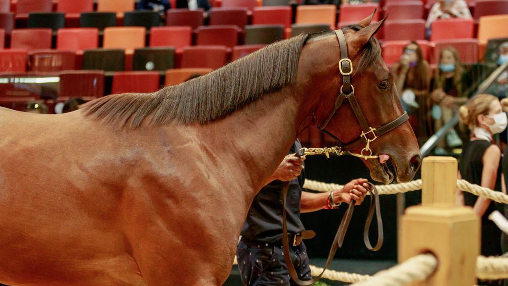 The Coulonces-consigned Wootton Bassett colt sells to Amanda Skiffington for €500,000