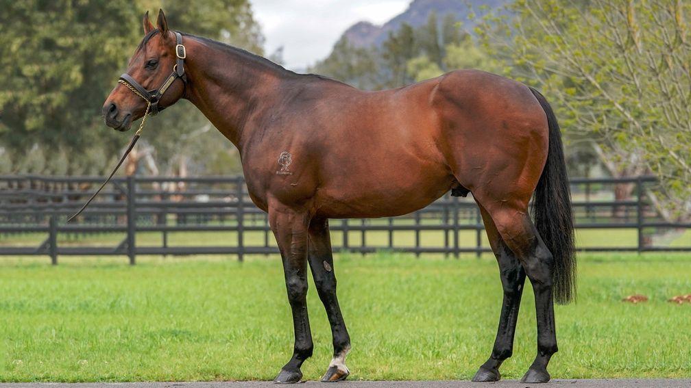 Zoustar: the record-breaking Australian sire shuttles to Tweenhills for 2019