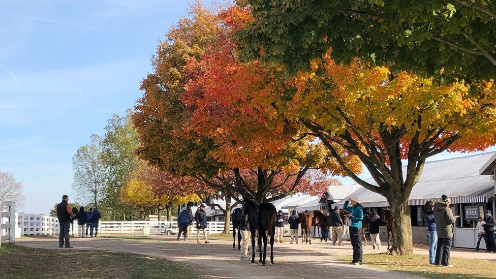 The average at the Keeneland November Breeding-Stock Sale is running at $146,415