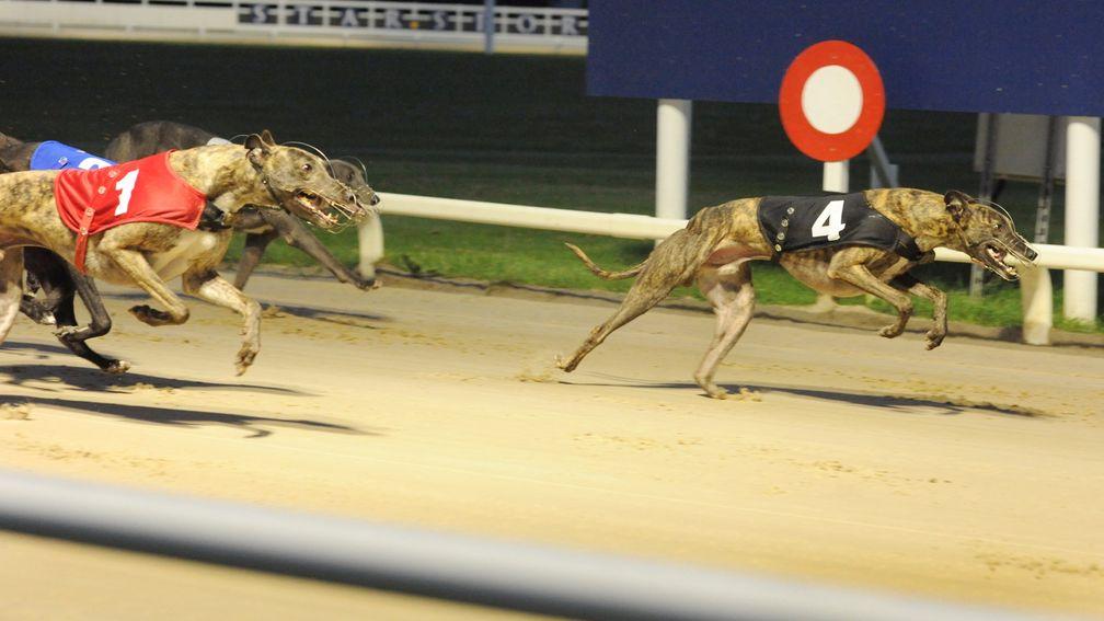 Airport Jumbo (trap 4) leads home Swithins Brae (trap 1) in heat 14