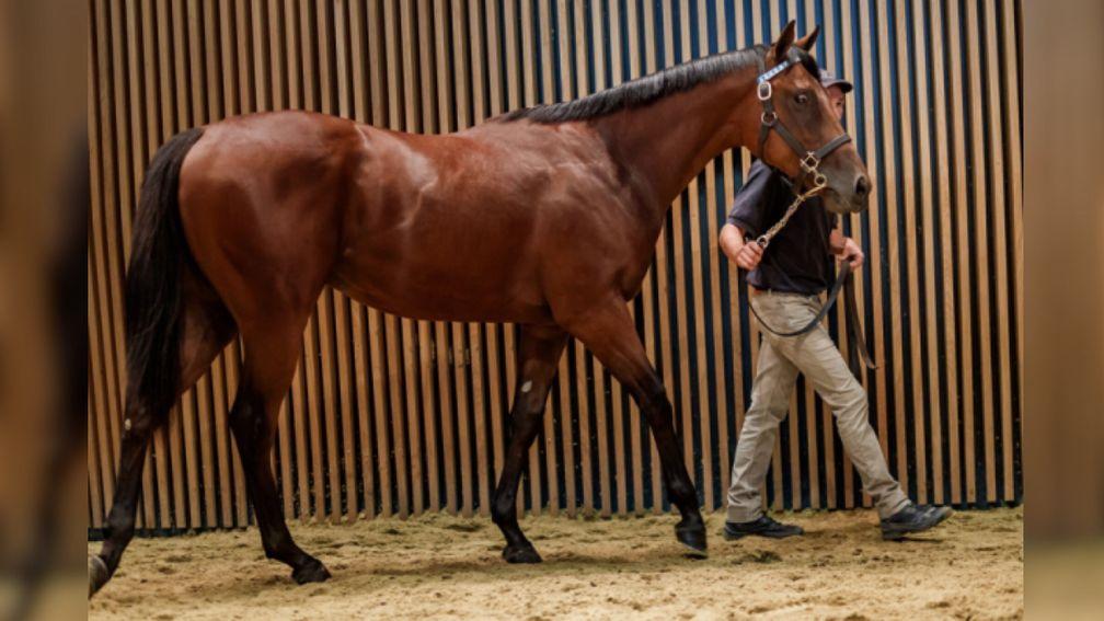 The show-stopping Anodin colt who went the way of Wertheimer et Frere