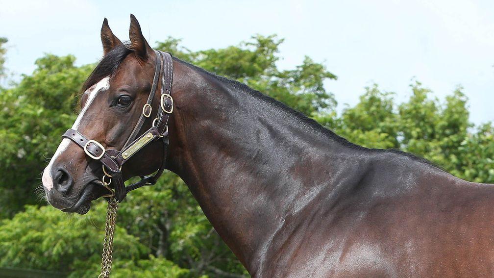 Showcasing is one of the most exciting young sires on the scene