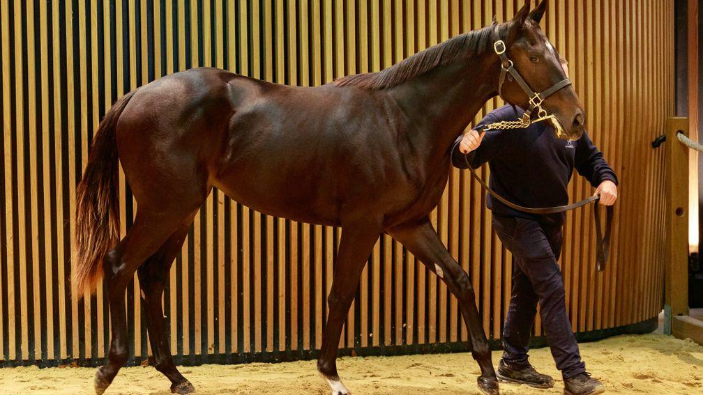 Wootton Bassett filly sold by Haras d'Etreham for €135,000 at Arqana on Wednesday