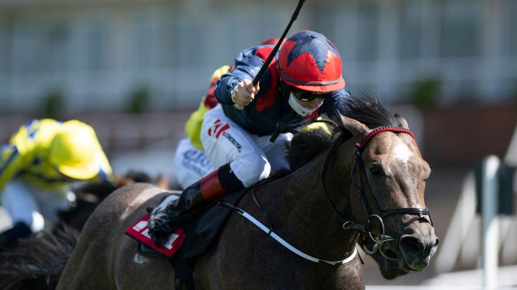 Steel Bull: Molecomb Stakes winner was sold at the Goffs UK Breeze-Up Sale by Kilbrew Stables