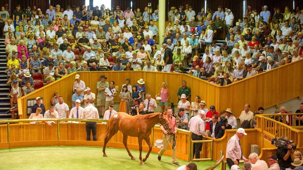The sale ring at Karaka, to where New Zealand Bloodstock are hoping a later date in 2022 will bring international buyers, at least from Australia
