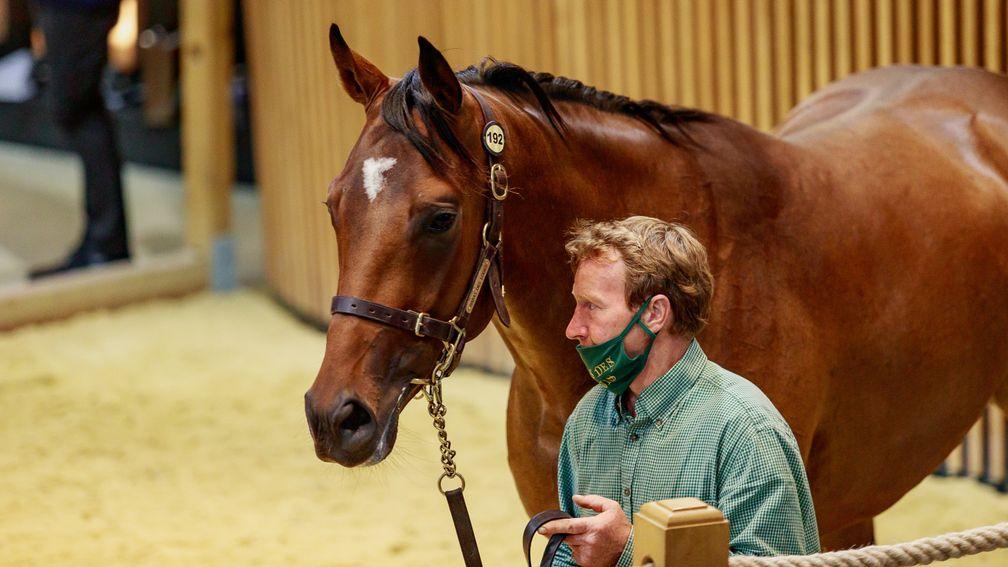 A son of No Risk At All from one of Haras du Chenet's best families made €100,000 at Arqana on Wednesday