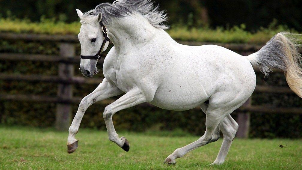 Top French jumps stallion Martaline died last month