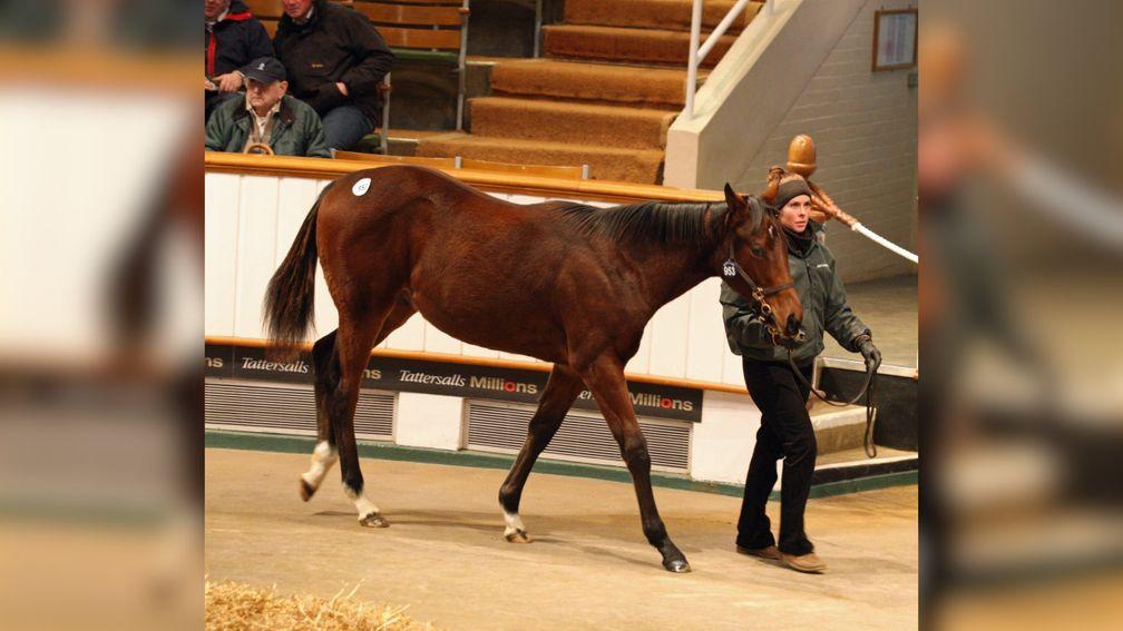 Make Believe at the 2012 Tattersalls December Foal Sale