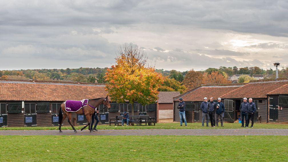 The Tattersalls Autumn Horses in Training Sale came to a close on Thursday